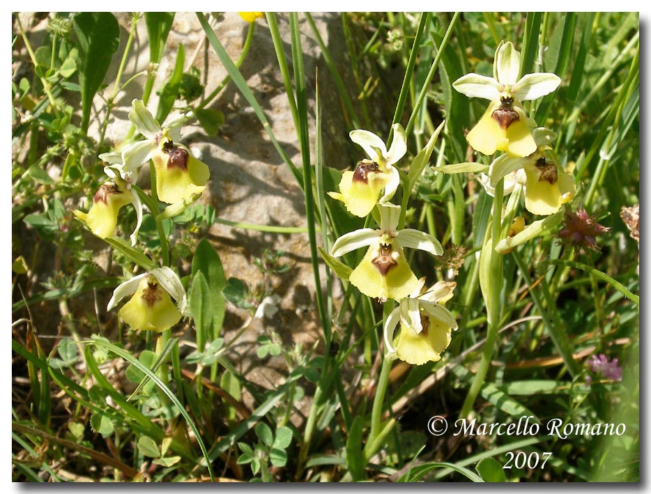 Ophrys lacaitae fotografata in Sicilia sui Monti Nebrodi